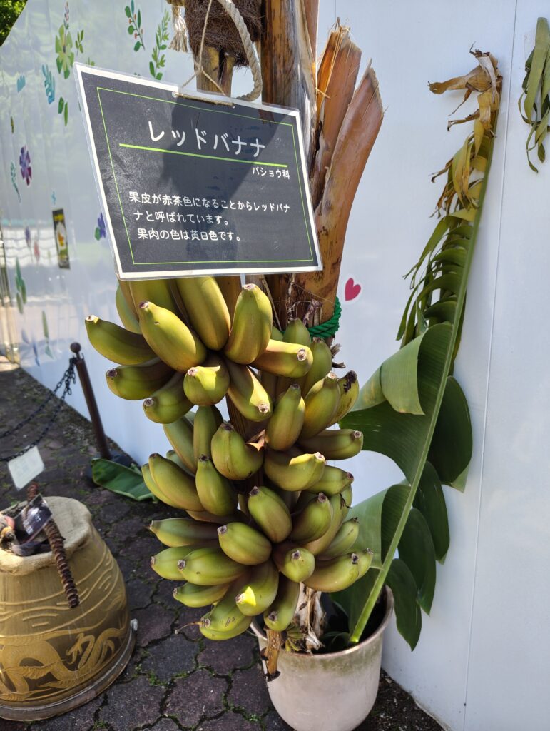 川口グリーンセンター2025春