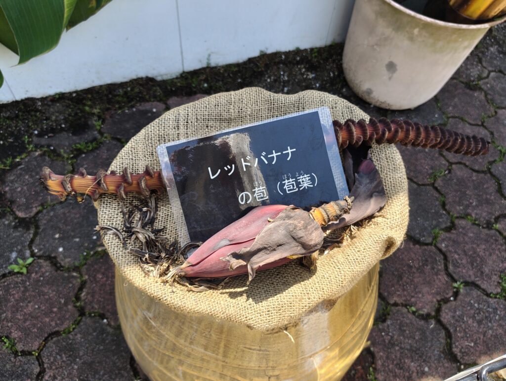 川口グリーンセンター2025春