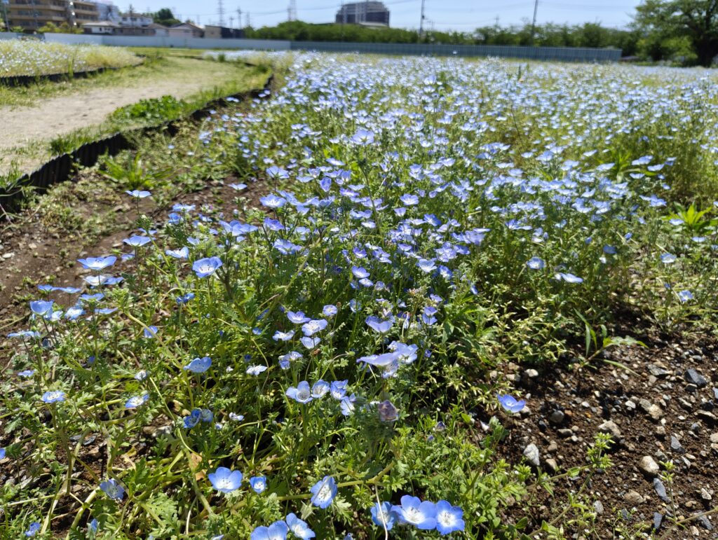 川口グリーンセンターのネモフィラ